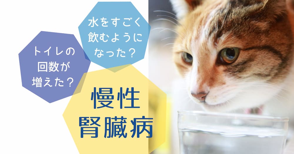 水をすごく飲むようになった?トイレの回数が増えた?慢性腎臓病 猫が水を飲む画像