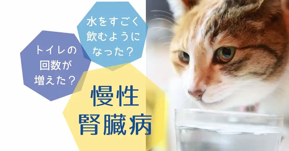水をすごく飲むようになった?トイレの回数が増えた?慢性腎臓病|水を飲む猫の画像