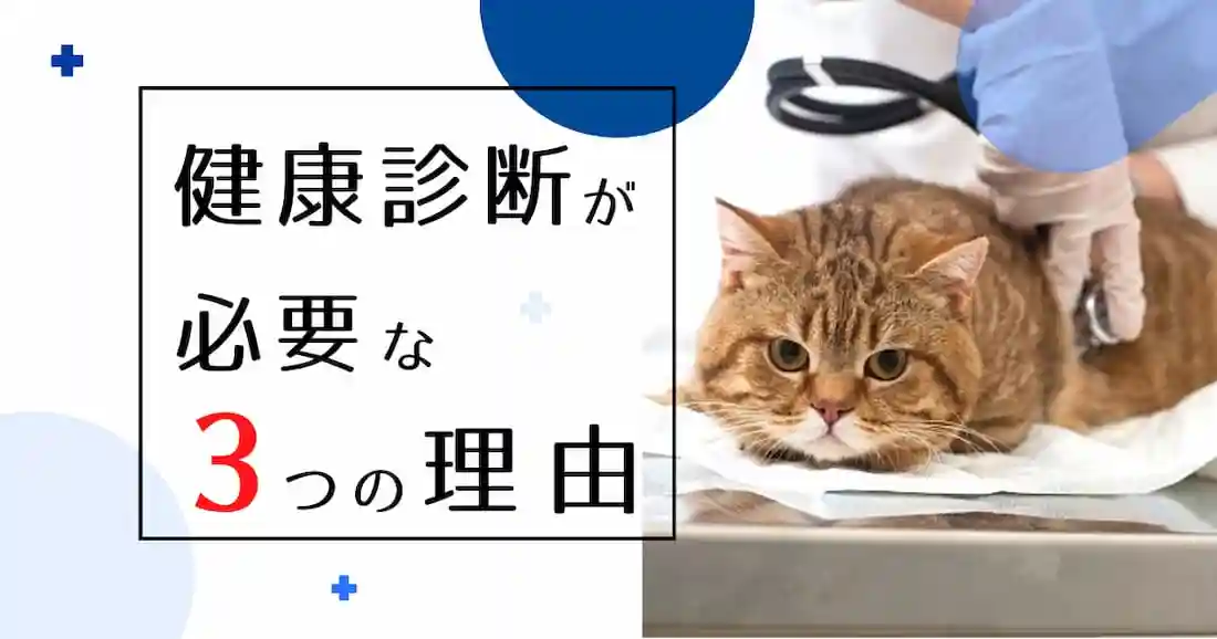 猫の健康診断が必要な3つの理由|健康診断を受ける猫の画像