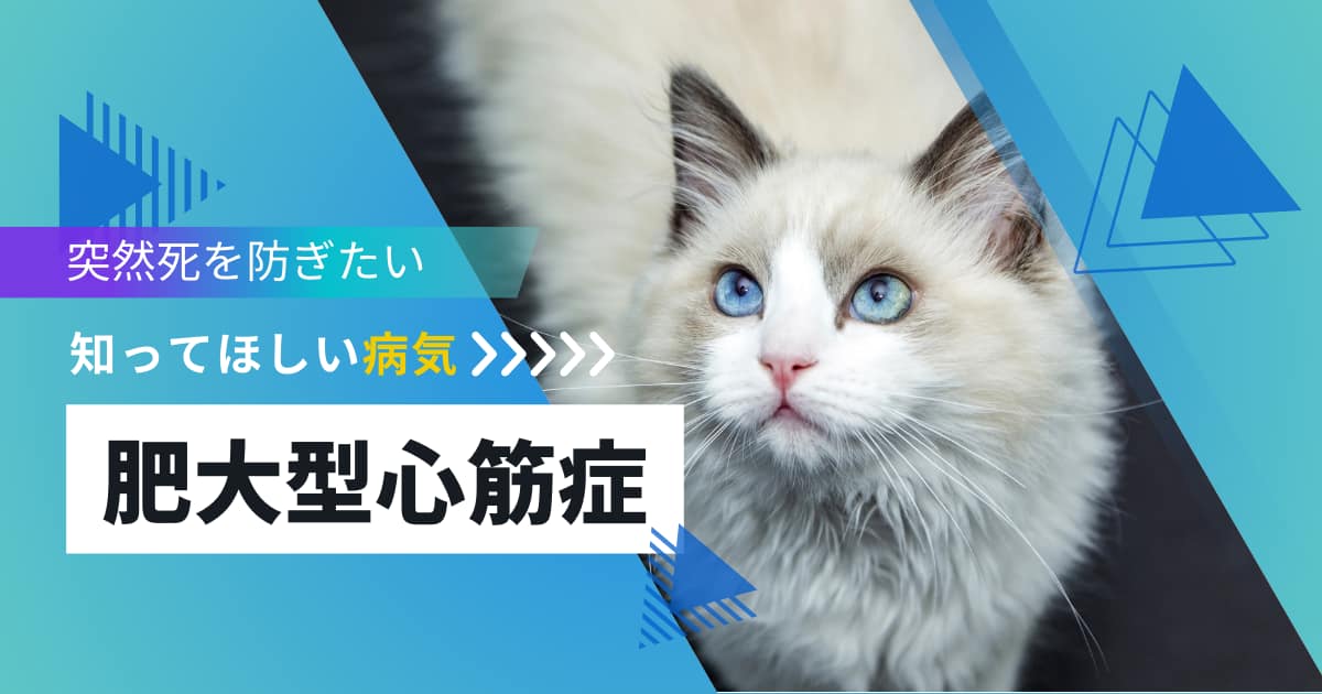知ってほしい病気 猫の肥大型心筋症